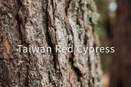 紅檜（Taiwan Red Cypress）